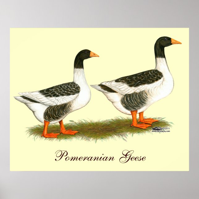 Gray Saddleback Geese Poster (Front)