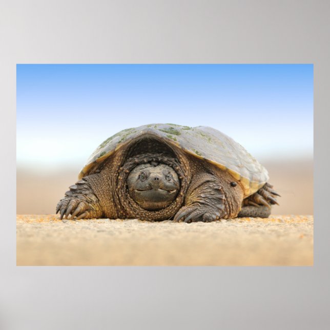GRAY SAND TURTLE POSTER (Front)