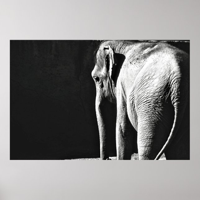 GRAY SCALE PHOTO OF ELEPHANT POSTER (Front)