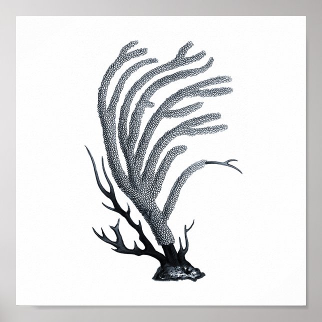 Gray Sealife group 12A Print #11 Sea coral (Front)