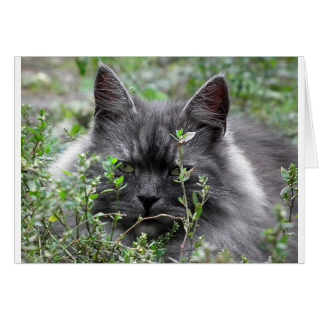 Gray Siberian Kitten (Front Horizontal)