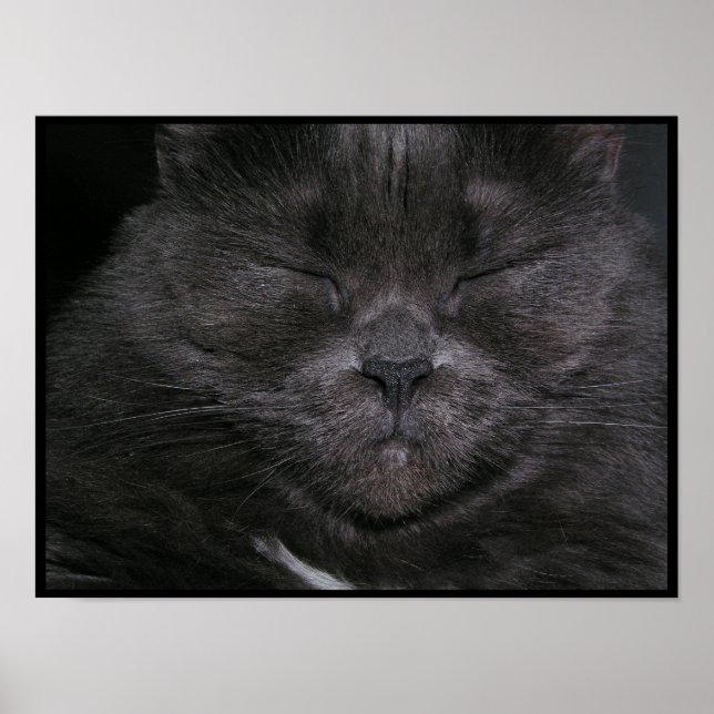 Gray Sleepy Cat Poster (Front)