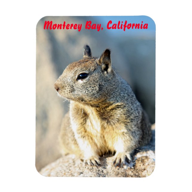 Gray squirrel, Monterey Bay, California Magnet (Vertical)