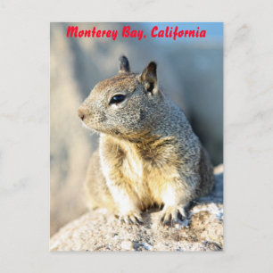 Gray squirrel, Monterey Bay, California Postcard