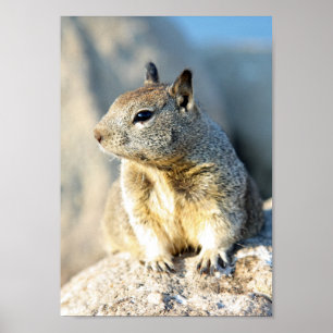Gray squirrel, Monterey Bay, California Poster