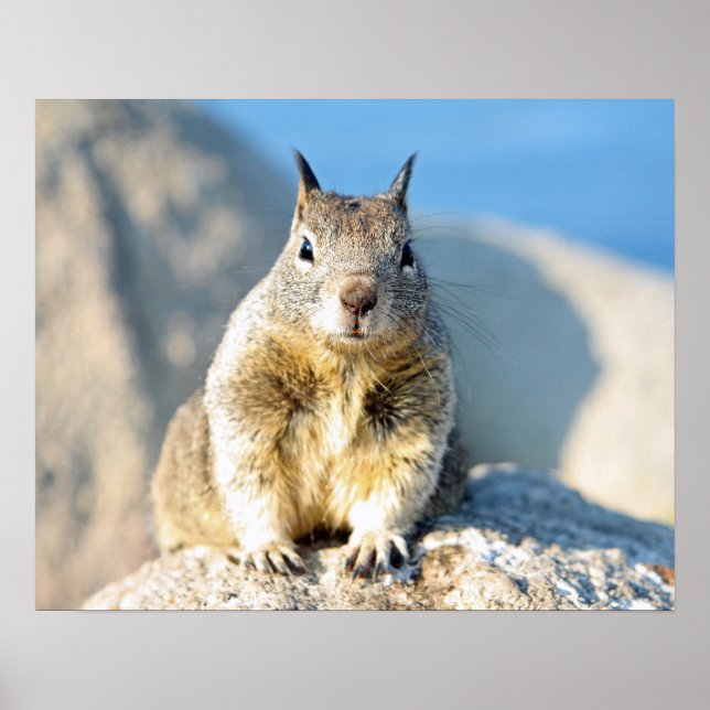 Gray squirrel, Monterey Bay, California Poster (Front)