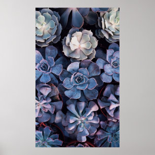 Gray succulents poster