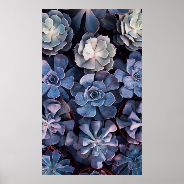 Gray succulents poster (Front)