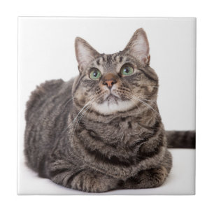 Gray Tabby Cat Tile