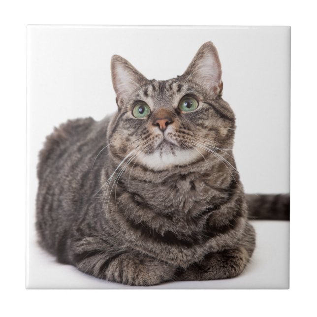 Gray Tabby Cat Tile (Front)