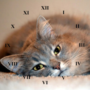 Long Haired Tabby Cat Gifts Gift Ideas Zazzle Uk