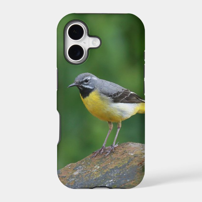 Gray Wagtail - bird (Back)