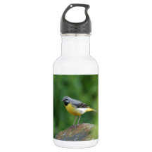 Gray Wagtail - bird