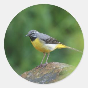 Gray Wagtail - bird Classic Round Sticker