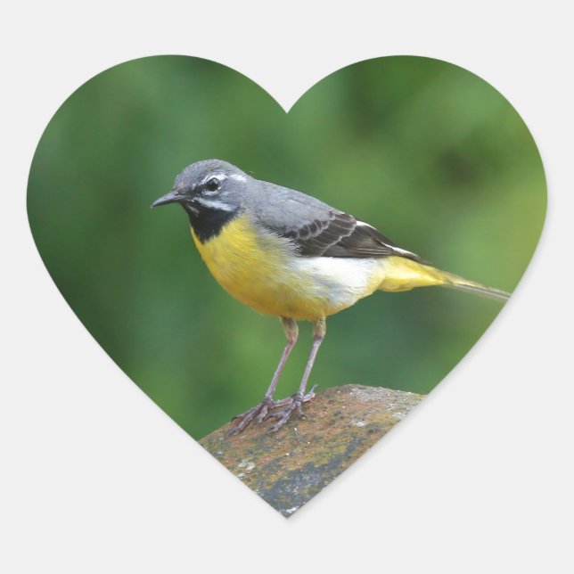 Gray Wagtail - bird Heart Sticker (Front)
