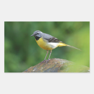 Gray Wagtail - bird Rectangular Sticker