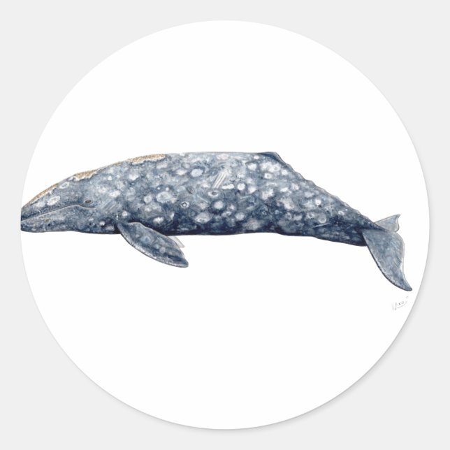Gray whale sticker (Front)