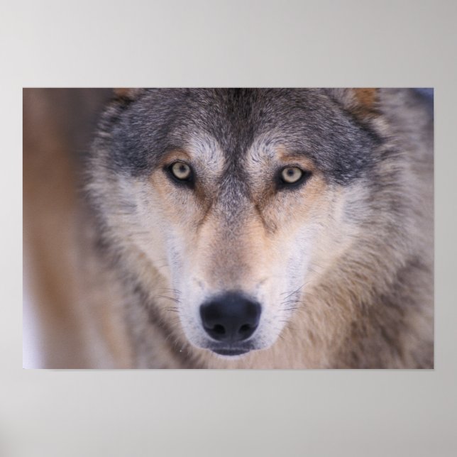 gray wolf, Canis lupus, close up of eyes in Poster (Front)