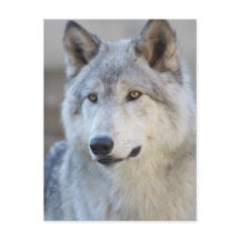 Gray Wolf Closeup