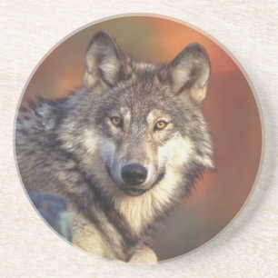Gray Wolf Coasters