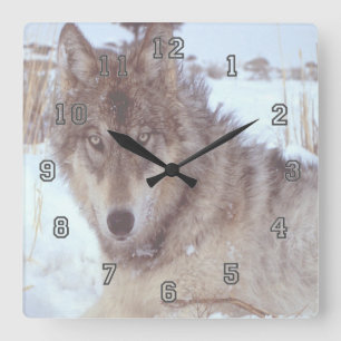 Gray Wolf In Winter Square Wall Clock