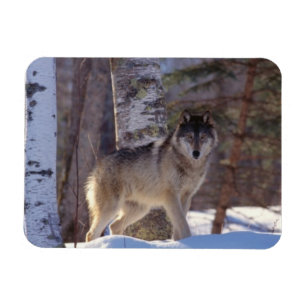 Gray Wolf Magnet
