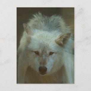 Gray Wolf Postcard