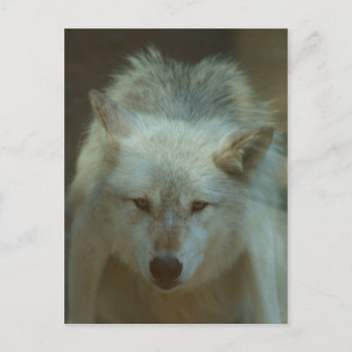 Gray Wolf Postcard