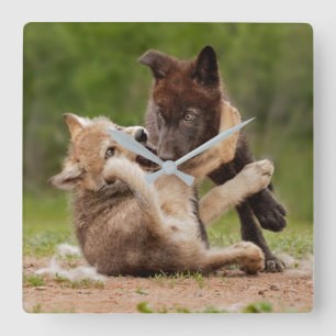 Gray Wolf Pups Wresting Square Wall Clock