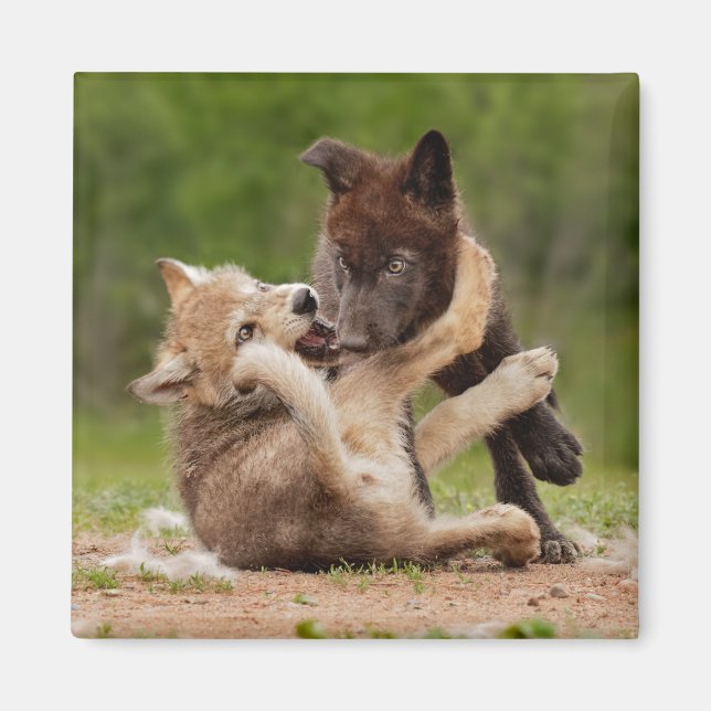 Gray Wolf Pups Wrestling Magnet (Front)