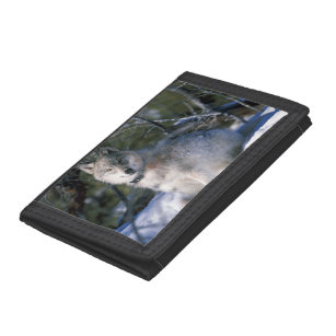 Gray Wolf - Timber Wolf - Covered in Snow Trifold Wallet