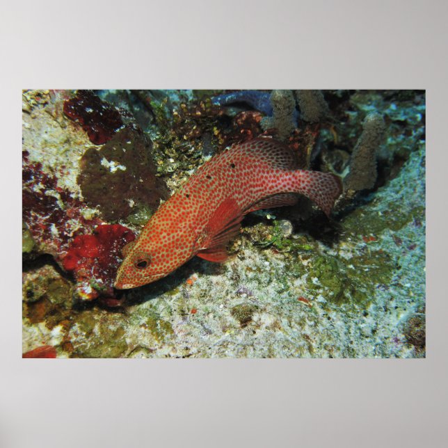 Graysby Poster (Front)