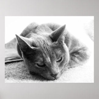 Grayscale Cat Poster