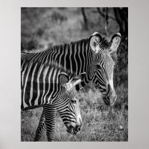 GRAYSCALE PHOTO OF ZEBRAS POSTER