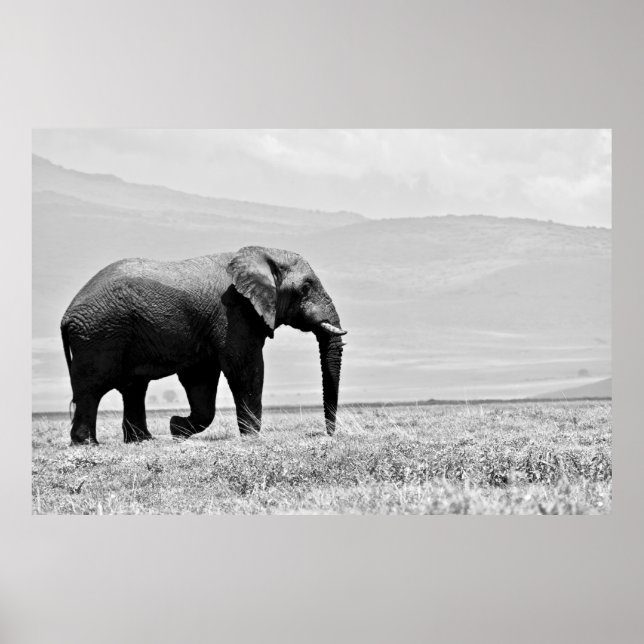 GRAYSCALE PHOTOGRAPHY OF ELEPHANT POSTER (Front)