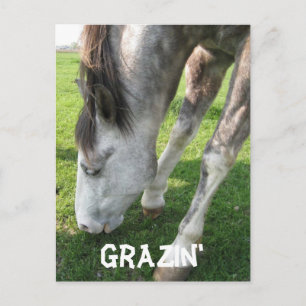 grazin, Grazin' Postcard