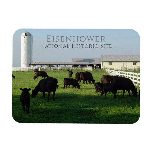 Grazing Angus Cattle, Eisenhower Farm, Gettysburg Magnet (Horizontal)