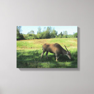 Grazing Antelope Canvas Print