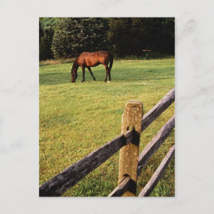 Grazing Bay Postcard