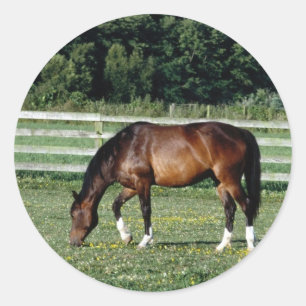 Grazing Bay with White Socks Classic Round Sticker