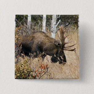 Grazing Bull Moose 15 Cm Square Badge