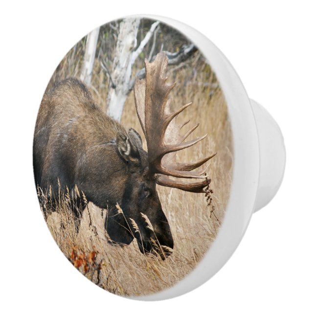Grazing Bull Moose Ceramic Knob (Right)