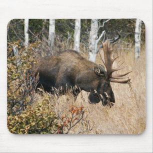Grazing Bull Moose Mouse Mat