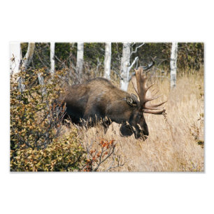 Grazing Bull Moose Photo Print