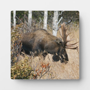 Grazing Bull Moose Plaque