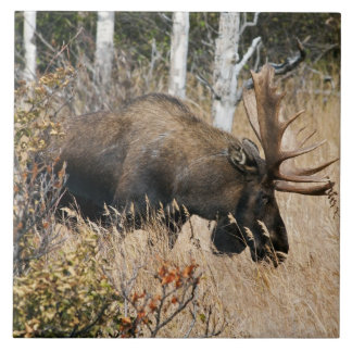 Grazing Bull Moose Tile