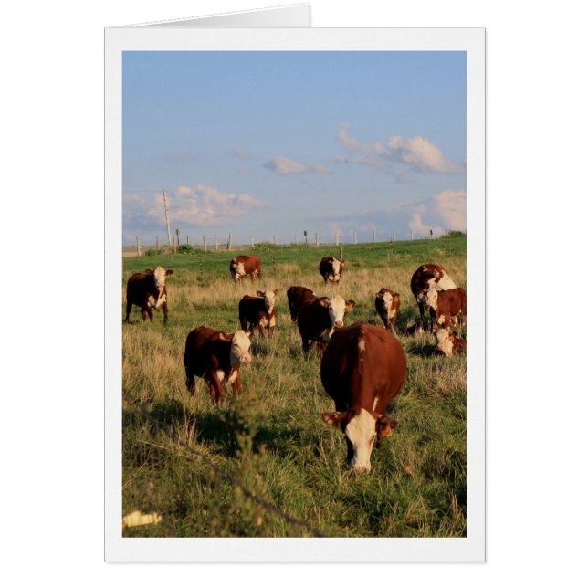 Grazing Cattle Blank Card (Front)