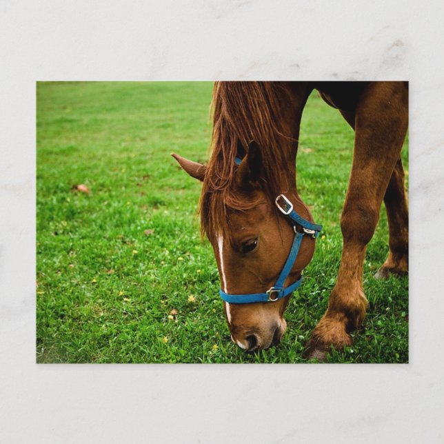 Grazing Chestnut with Stripe Postcard (Front)