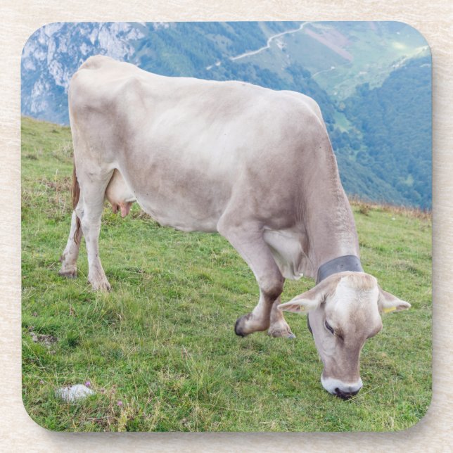 Grazing cow hard plastic coasters (Front)