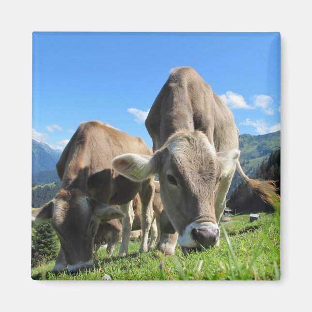 Grazing Cow Magnet (Front)